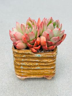 Succulents plants （Echeveria agavoides 'Frank Reinelt'