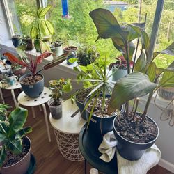 Moving Sale - Variety Plants W Pots & Cuttings, Prices Vary By Size And Pots
