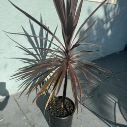 4ft  Plant 🪴 