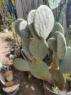 Silver Dollar cactus plant