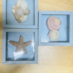 3 Framed Sea shell home decor wall art set