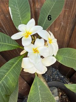 Potted Plumeria Plants 2 🌺 $15–$75 (price varies by size)