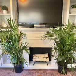 Indoor/Outdoor Palm Tree Plant (can deliver)