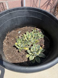 Agave succulent