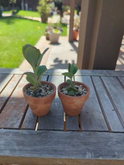 Establish succulent and mini terracotta pot
