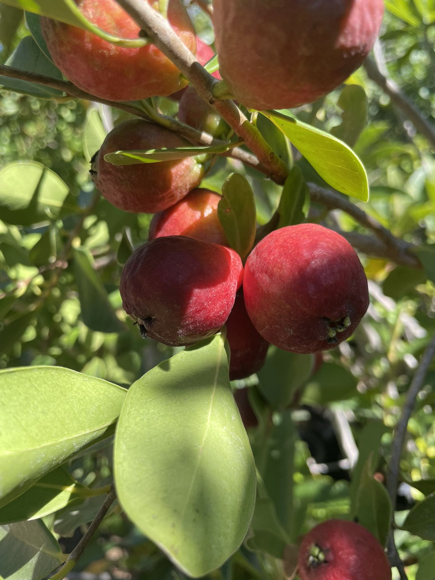 5 Gallon Size Strawberry Guava Trees Lemon Guava Trees Passion Fruit Vines Banana Plants Almond Trees Jujube Trees Cherimoya Trees Sapote Tree,All Products : American Fashion Style Bags On Sale