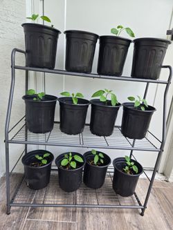 Jalapeño 🌶 Pepper 🌶 Plants