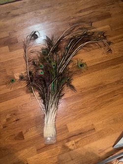Peacock Feathers