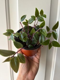 Tradescantia flumenesis’