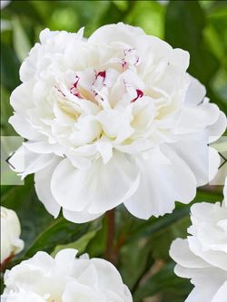 White with pink center peony plant