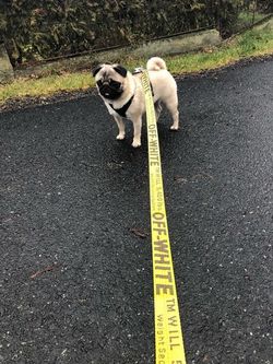 Offwhite yellow dog leash and collar
