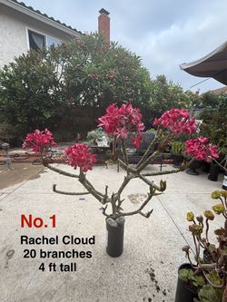 Plumeria with root