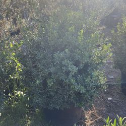 Japanese Boxwood Globe 25G