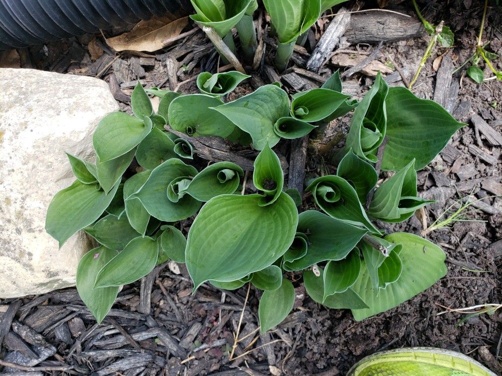 Hosta dark green leaves
