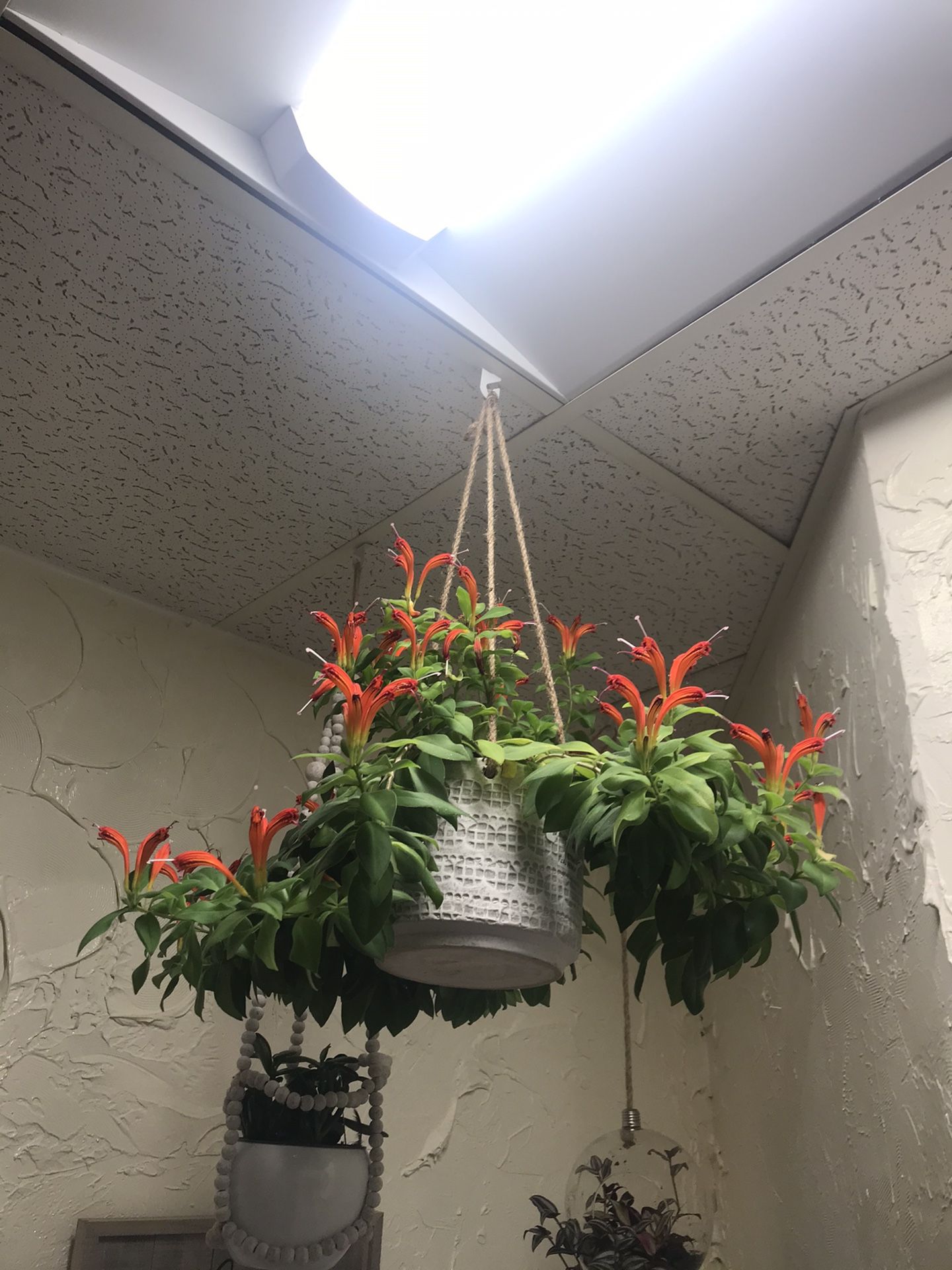 Gorgeous live plant with hanging pot