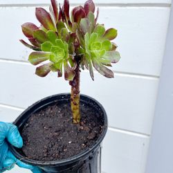 Aeonium Blushing Beauty Purple and Green ROOTED succulent