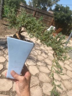 Bonsai plants for sale $40 each
