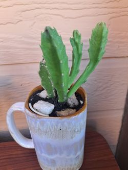 Stapelia Gigantea 🌵