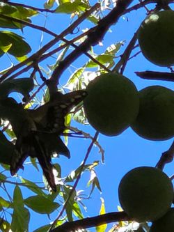Sapote blanco $6x5
