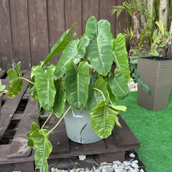 Blushing Philodendron Plant