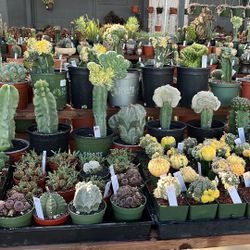 Cactus On Sale$30-$$$