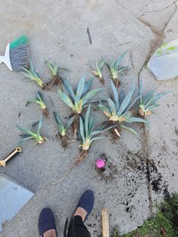 Blue Agaves