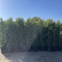 Ficus Trees