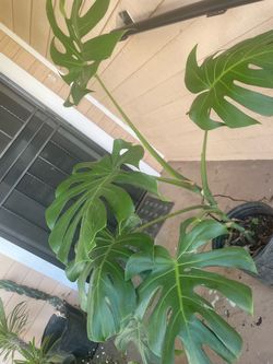 Monstera Delisiosa plant