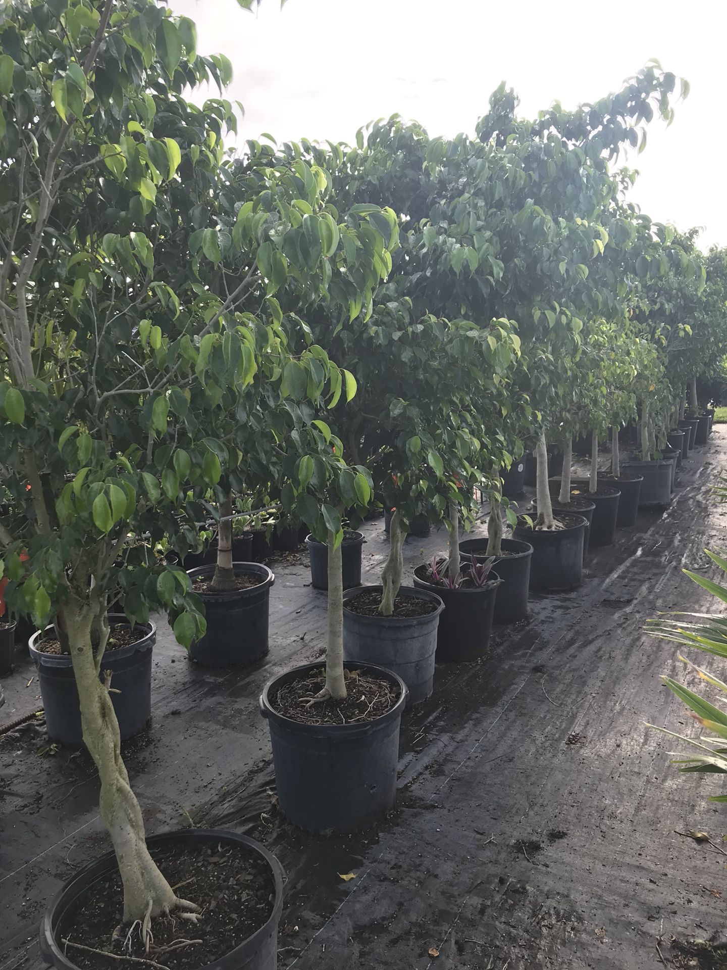 Ficus tree for Sale in Homestead, FL OfferUp