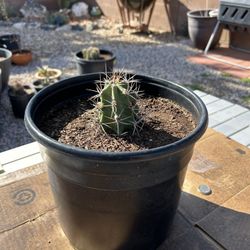 Flowering Cactus 