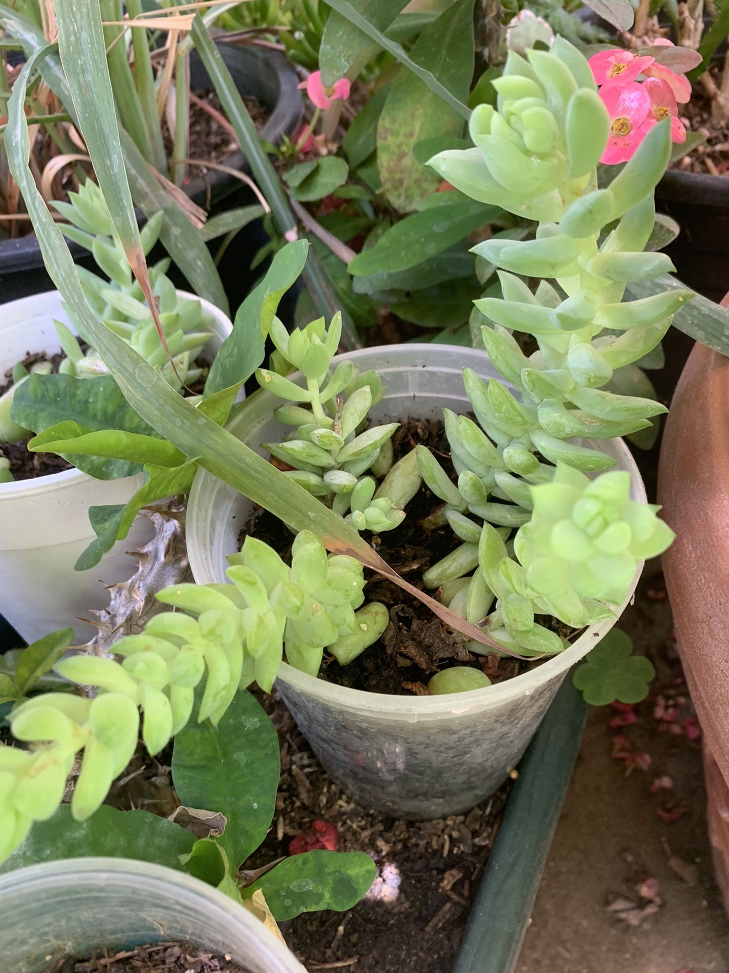 Donkey Tail Burro rare saint Sebastian Sedum Succulent Hanging Plant