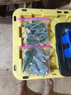Little Christmas trees