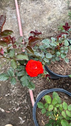 Orange rose
