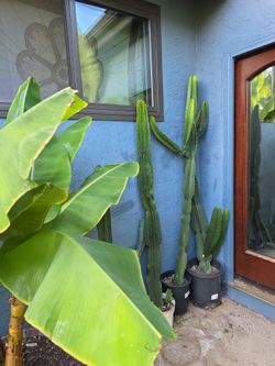 Euphorbia ingens Candelabrum Cactus Potted/rooted 4-6 plus feet plus