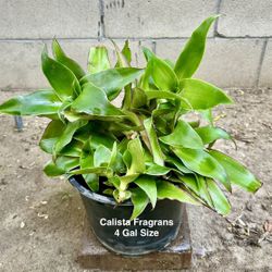 Callisia Fragrans - Holistic Basket Plant