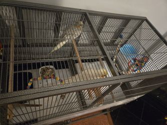 Birds Cage 