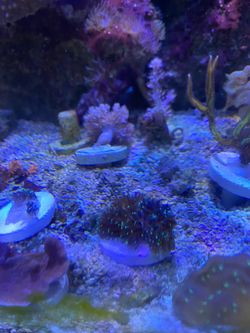 Galaxia coral frag