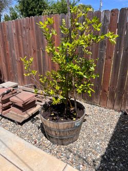 Sweet Lime Tree