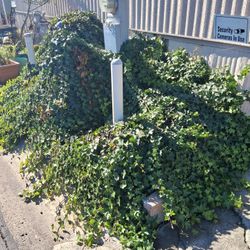Free ivy plant. 