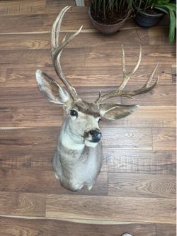 Taxidermy Deer Mount - Excellent Condition