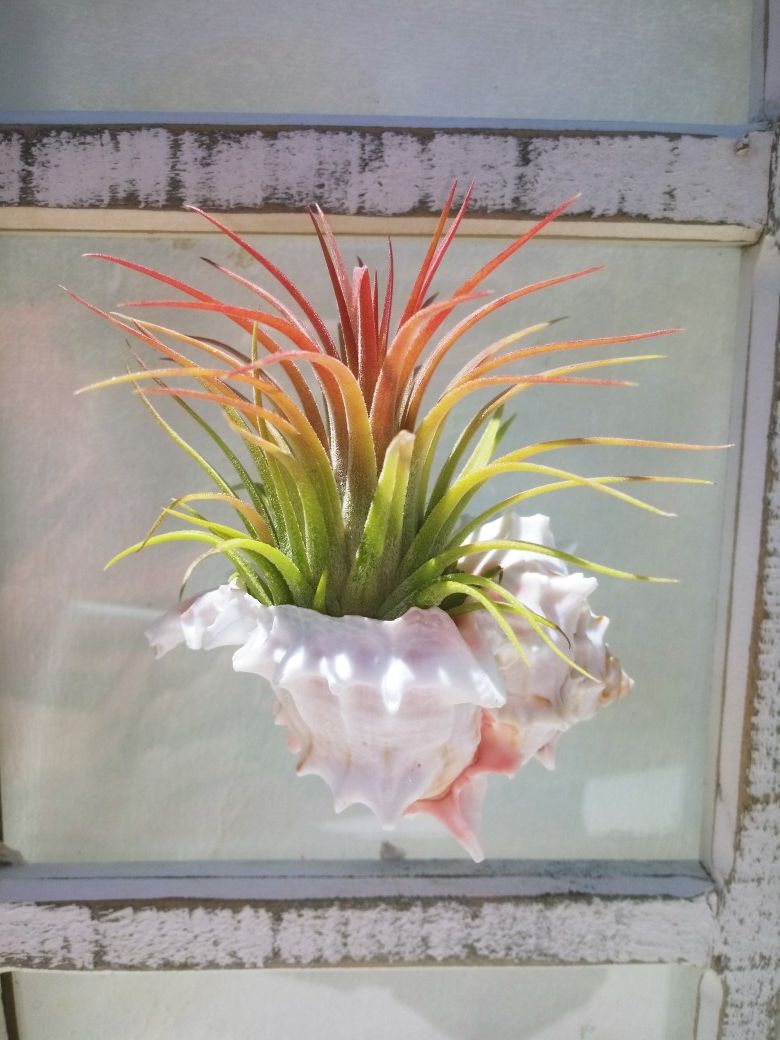 Set of 3 Hanging Air Plant Holders with Air Plants