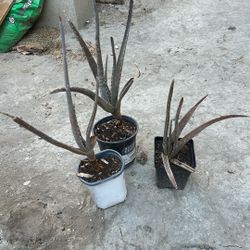 Aloe Vera Plants 