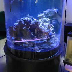 Salt Water Tank 