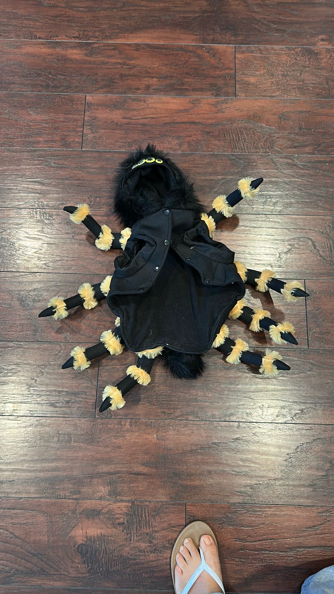 Spider Small/Medium Dog Costume