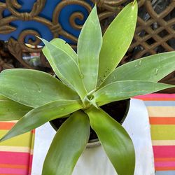 Foxtail Agave 