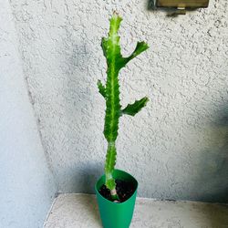 Cactus Plant 