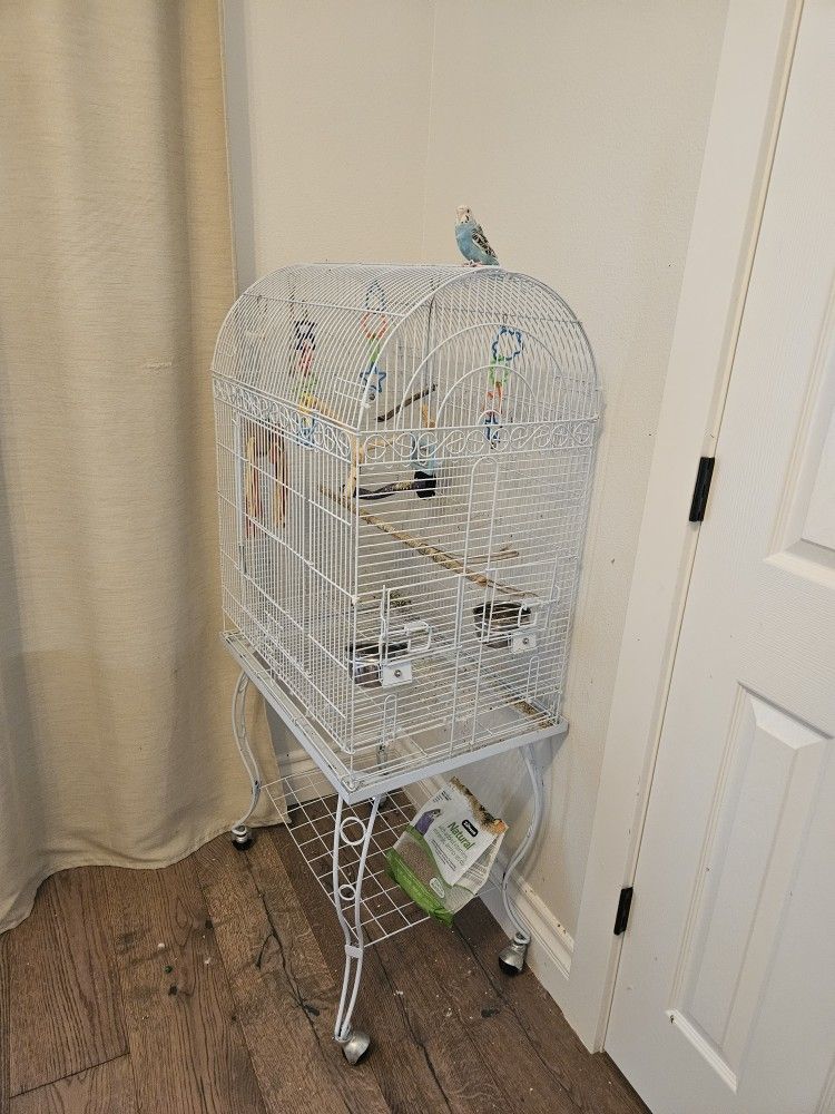 Cage and Blue Parakeet