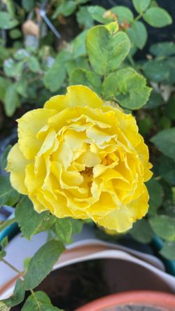 Roses. Rosales
