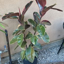 Pink Rubber Plant Ficus Elastica Tineke