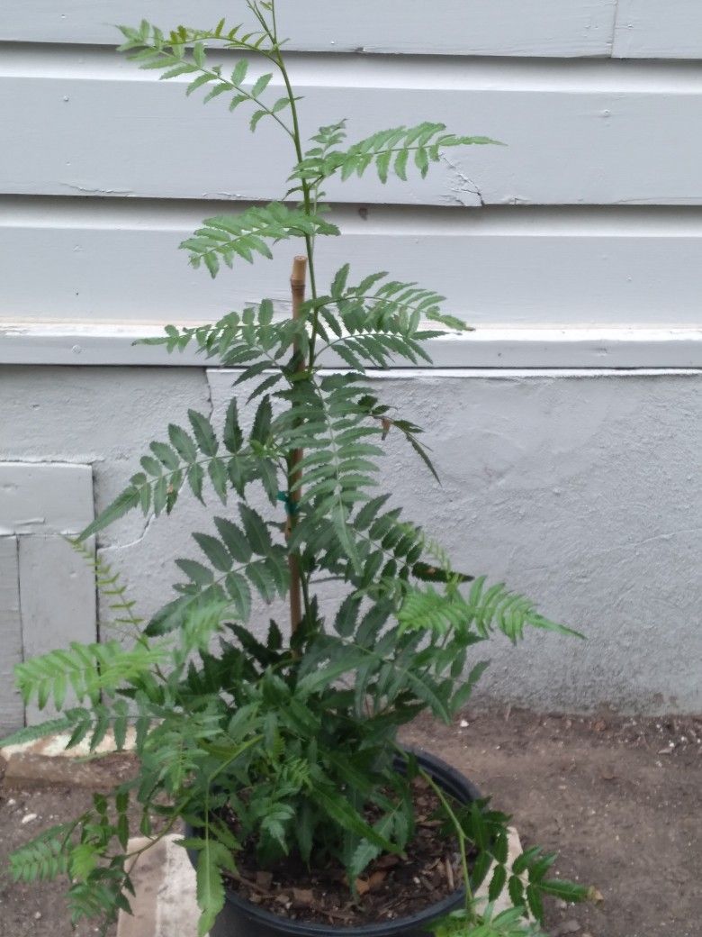 Arbol De Pirul Mexicano